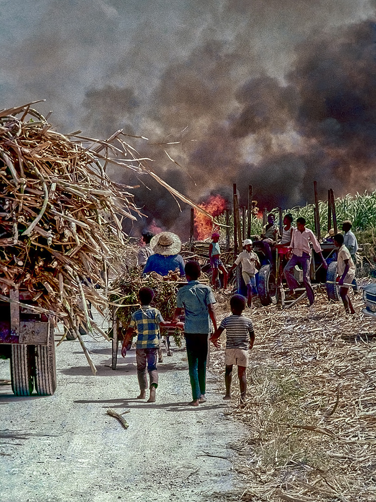 Children follow a donkey cart as a cane fire erupts near a harvest area